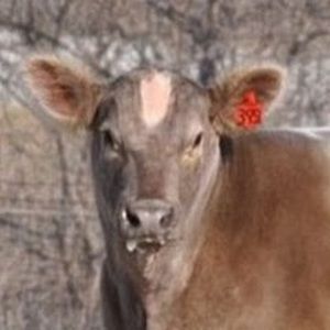 Meet your Posher, Al